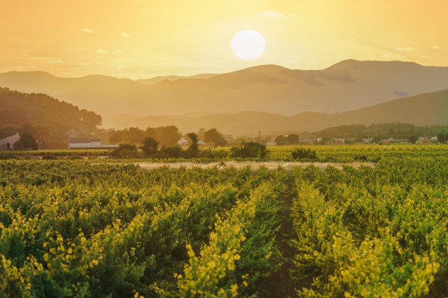 A picturesque sunset over rolling hills and vineyards in the Languedoc-Roussillon region of France.