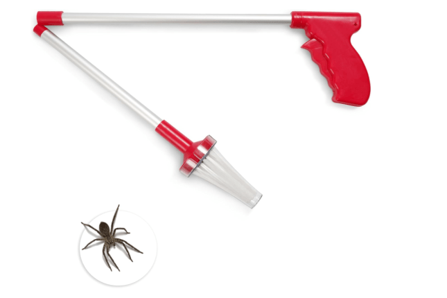 Spider next to plastic catcher
