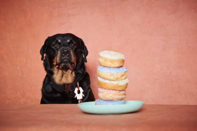 Portrait of a Rottweiler dog.